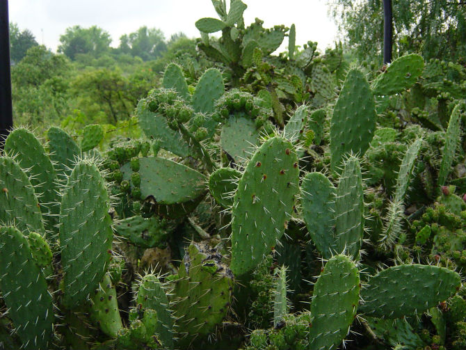 Mexicanos piden garantizar denominación de origen del nopal