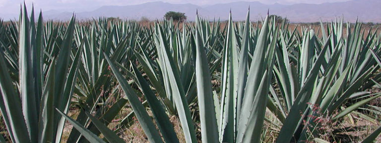 Politécnicos elaboran harina a partir de pencas residuales de agave