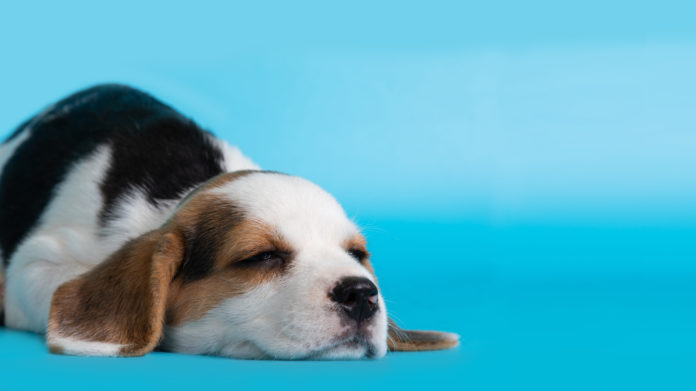 Sleeping beagle dog puppy on blue background.Copy space.