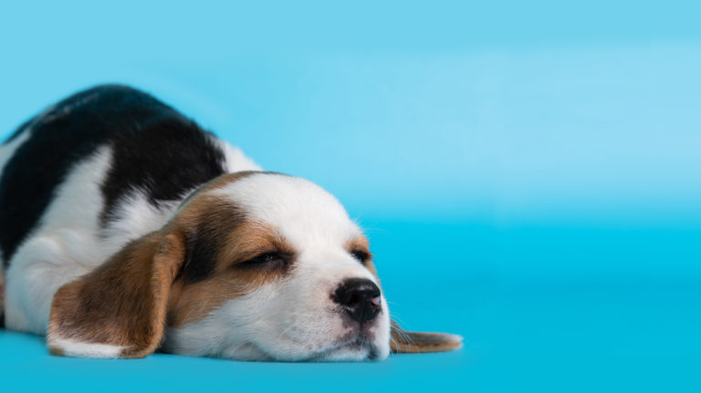 Guía básica para un nuevo cachorro en casa