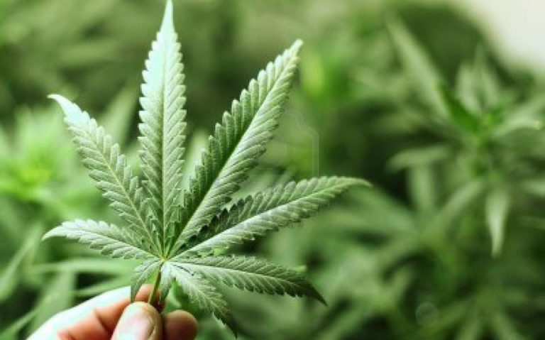 Presentan PVEM ley para legalizar la mariguana en Edomex