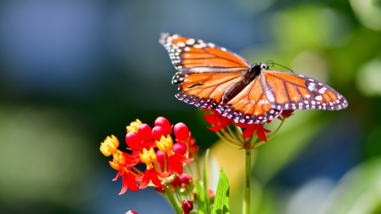 Celebra reserva de la mariposa monarca un año más como patrimonio de la humanidad