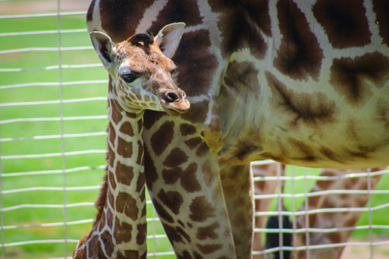 Nace jirafa en zoológico de Zacango